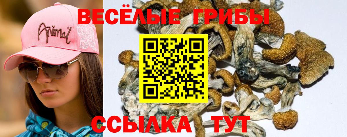 Галлюциногенные грибы GOLDEN TEACHER  Вход с VPN  Брянск 